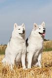 SIBERIAN HUSKY 045